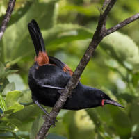 South Island Saddleback